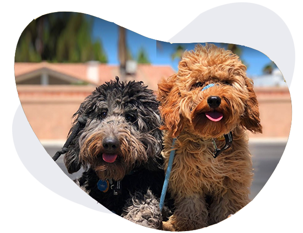 Taggs K9 Dog Training business photo