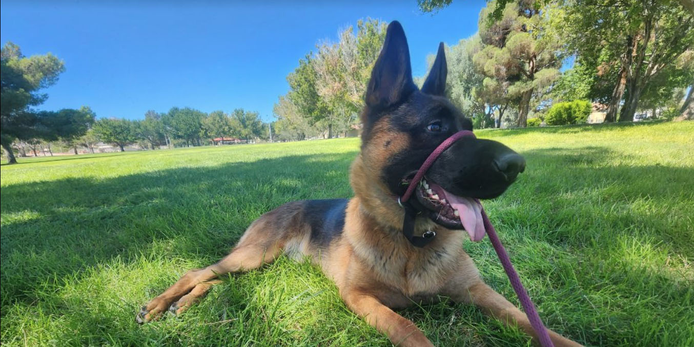 Taggs K9 Dog Training, business photo 5